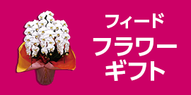 フィードフラワーギフト