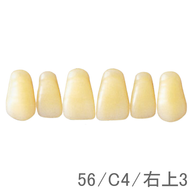リアルクラウン 前歯（単歯 10歯）