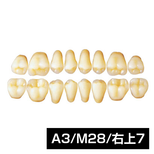 エンデュラ ポステリオ 臼歯（単歯 10歯）