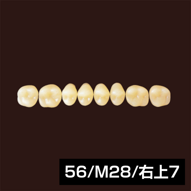レジン臼歯 （単歯 10歯） 56/M28/右上7