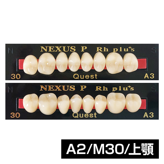 ネクサスP 臼歯 RH＋（8歯×1組）