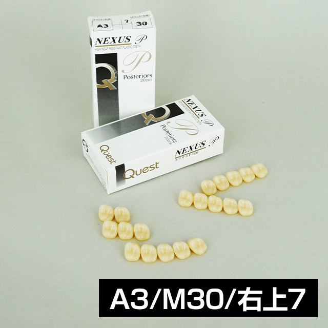 ネクサスP 臼歯 RH＋（単歯 20歯）