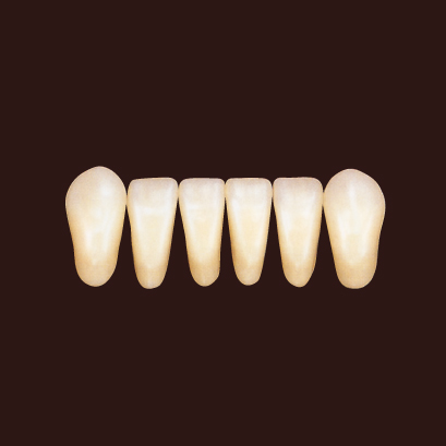 FEEDデンタル】サーパス前歯 6歯/L【下顎前歯】の通販｜硬質レジン歯