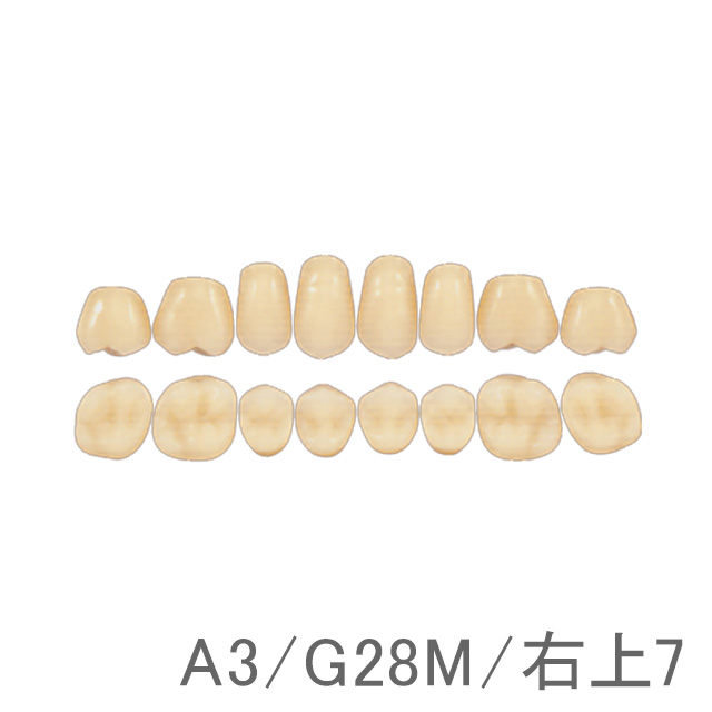 サーパス G-シリーズ 臼歯（単歯 12歯）
