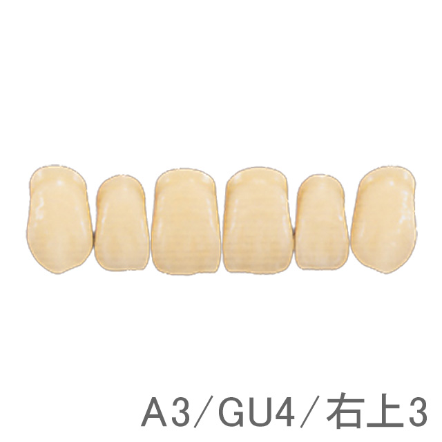 サーパス G-シリーズ 前歯（単歯 12歯）