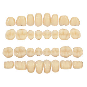 サーパスGシリーズ臼歯