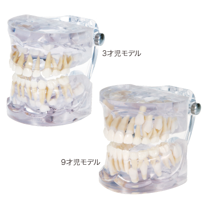 歯のモデル　発育模型 歯のモデル発育模型