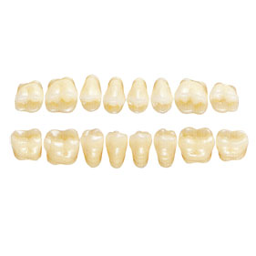 エフセラ-P バラ臼歯 20歯