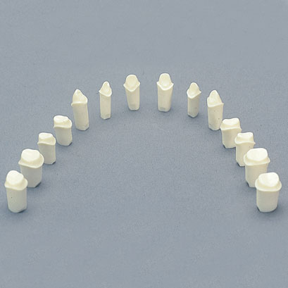 FEEDデンタル】FEED デモンストレーションモデル 支台歯の通販｜説明用模型