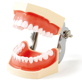 FEEDデンタル】実習用模型の通販｜歯科医院向け材料・用品