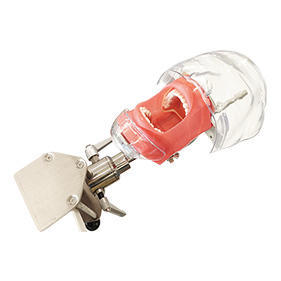 FEEDデンタル】実習用模型の通販｜歯科医院向け材料・用品