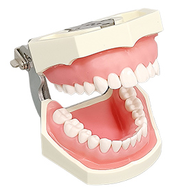 FEEDデンタル】実習用模型の通販｜歯科医院向け材料・用品