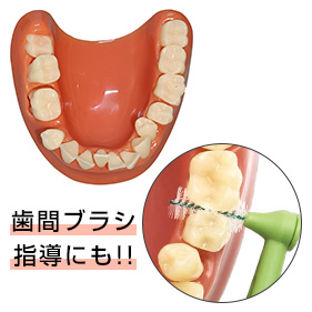 指導用顎模型