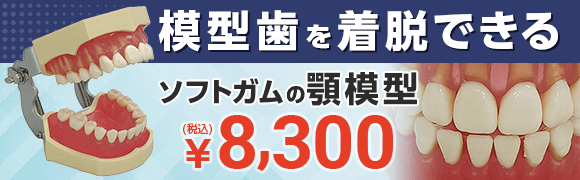 模型（歯牙着脱ソフト顎模型）